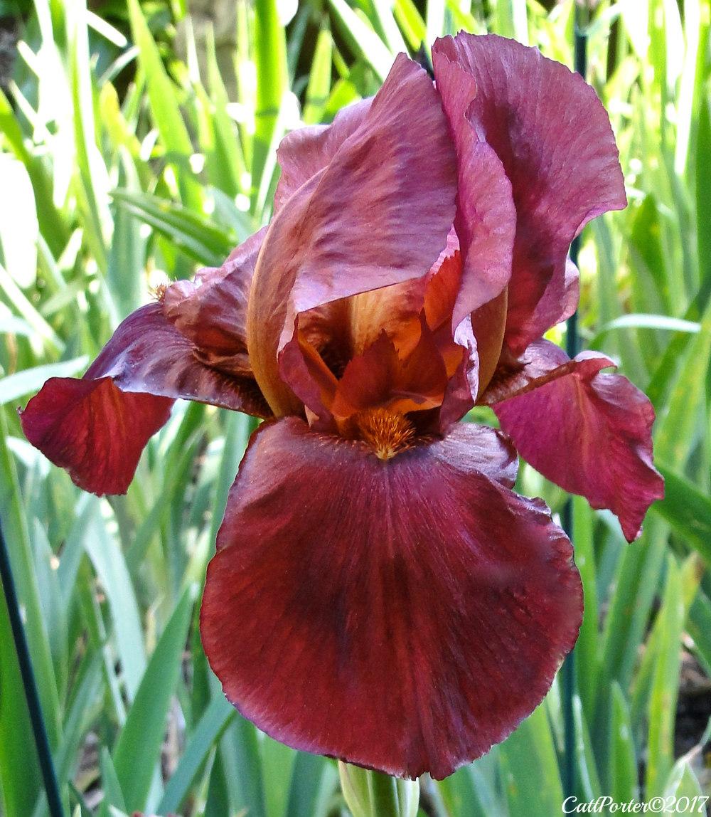 Photo of Tall Bearded Iris (Iris 'Big Apple') uploaded by golden_goddess
