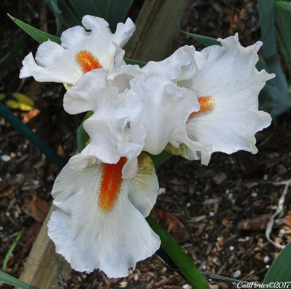 Photo of Tall Bearded Iris (Iris 'White Hot') uploaded by golden_goddess