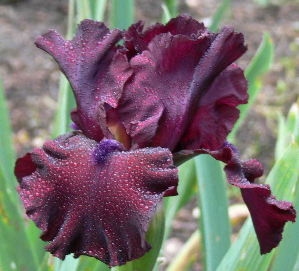 Photo of Tall Bearded Iris (Iris 'Rio Rojo') uploaded by janwax