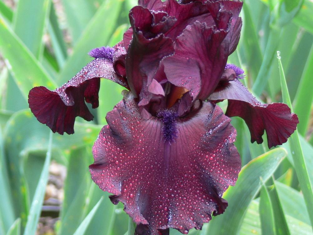 Photo of Tall Bearded Iris (Iris 'Rio Rojo') uploaded by janwax
