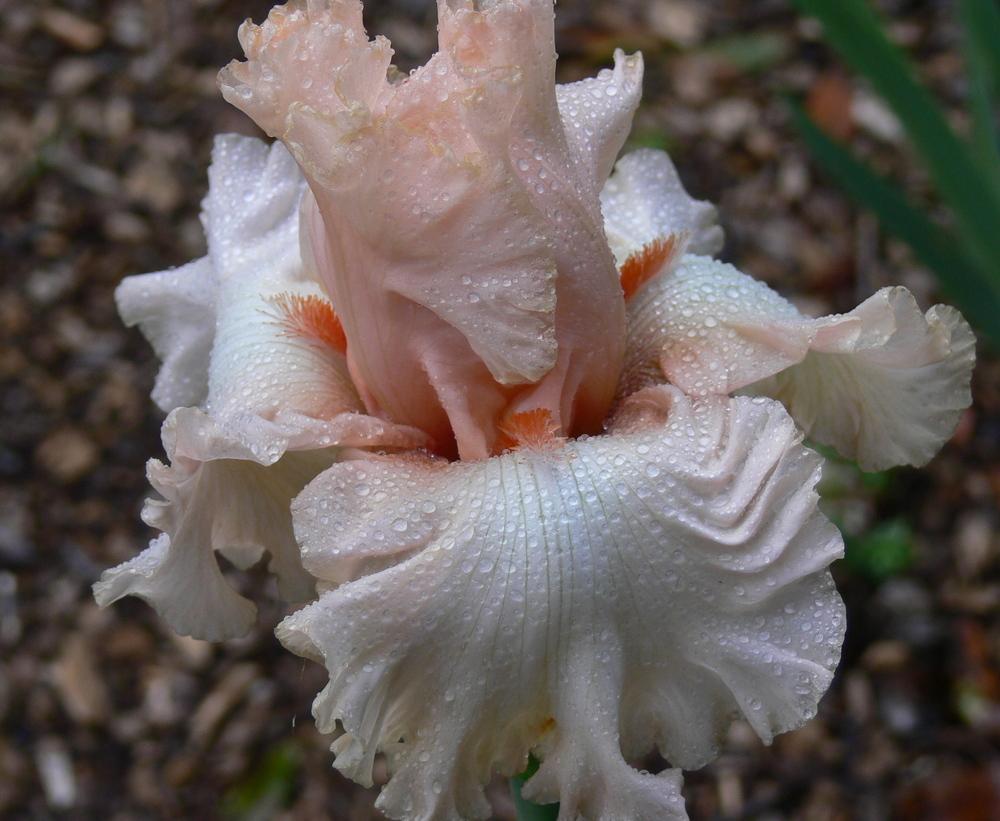 Photo of Tall Bearded Iris (Iris 'Picture Book') uploaded by janwax
