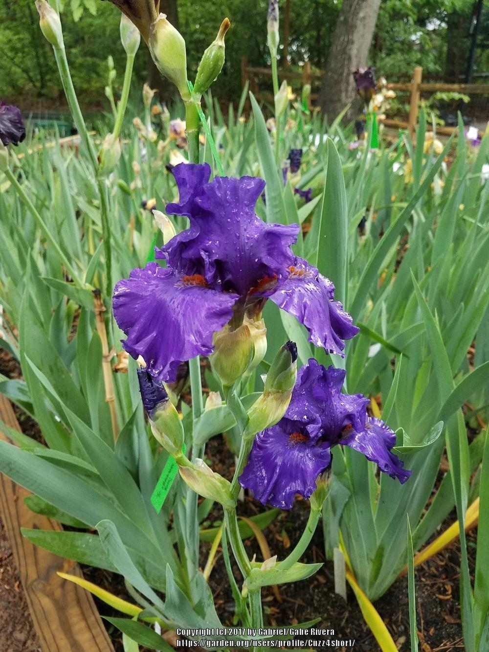 Photo of Tall Bearded Iris (Iris 'Paul Black') uploaded by Cuzz4short