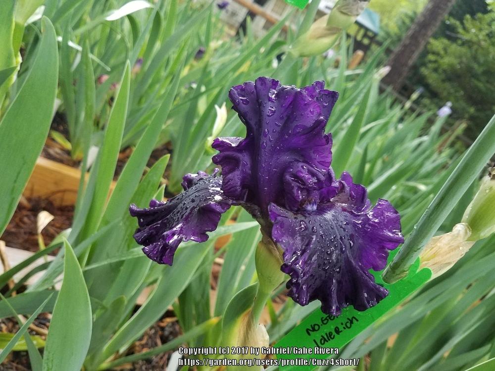Photo of Tall Bearded Iris (Iris 'Noble Gesture') uploaded by Cuzz4short