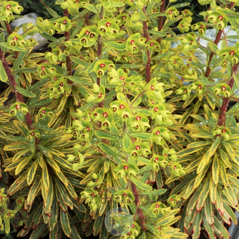 Photo of Euphorbia (Euphorbia x martini 'Ascot Rainbow') uploaded by Patty