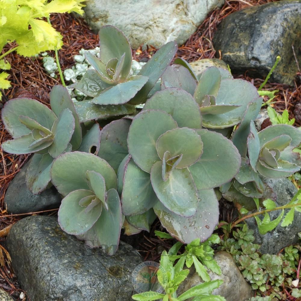 Photo of Stonecrop (Hylotelephium SunSparkler® Blue Pearl) uploaded by Patty