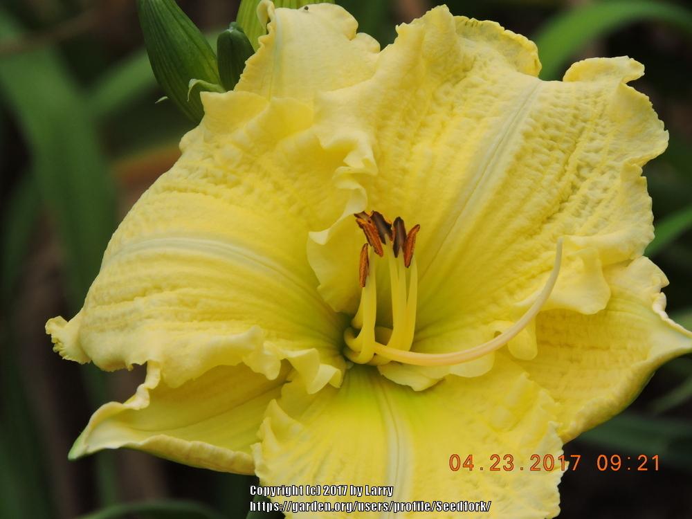 Photo of Daylily (Hemerocallis 'Brocaded Gown') uploaded by Seedfork