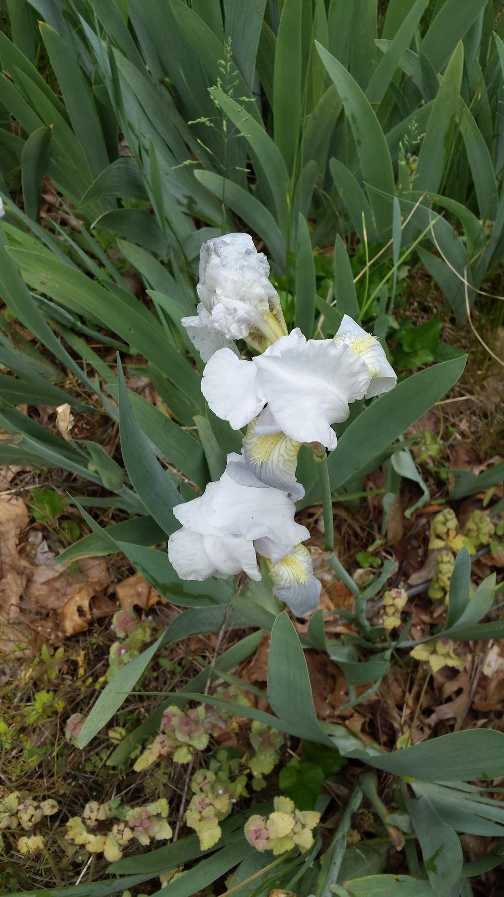 Photo of Irises (Iris) uploaded by SueD