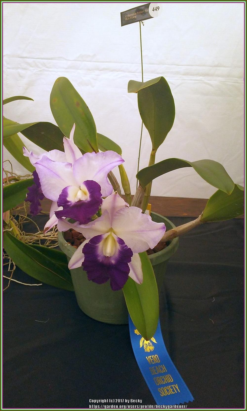 Photo of Orchid (Cattleya Memoria Robert Strait 'Blue Hawaii') uploaded by beckygardener