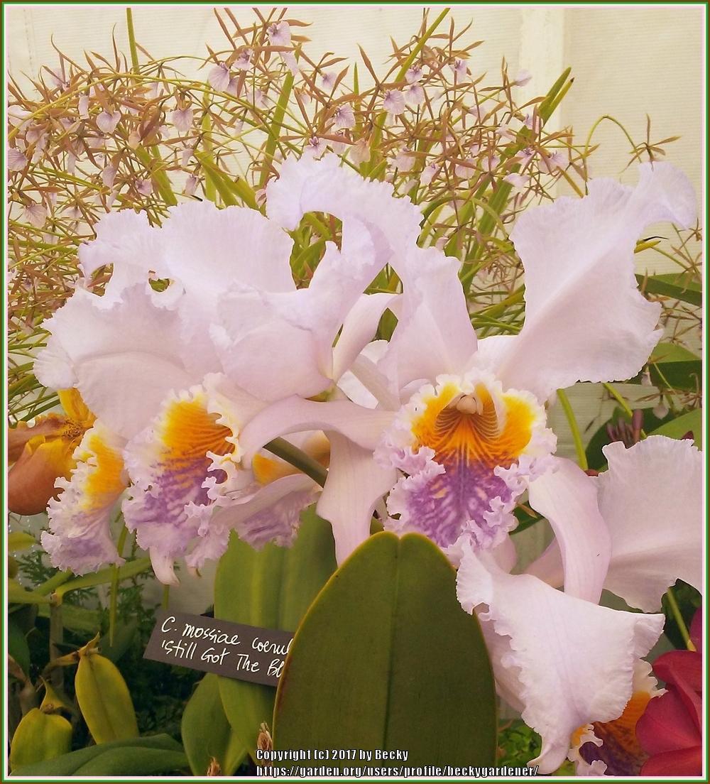 Photo of Orchid (Cattleya mossiae 'Still Got the Blues') uploaded by beckygardener