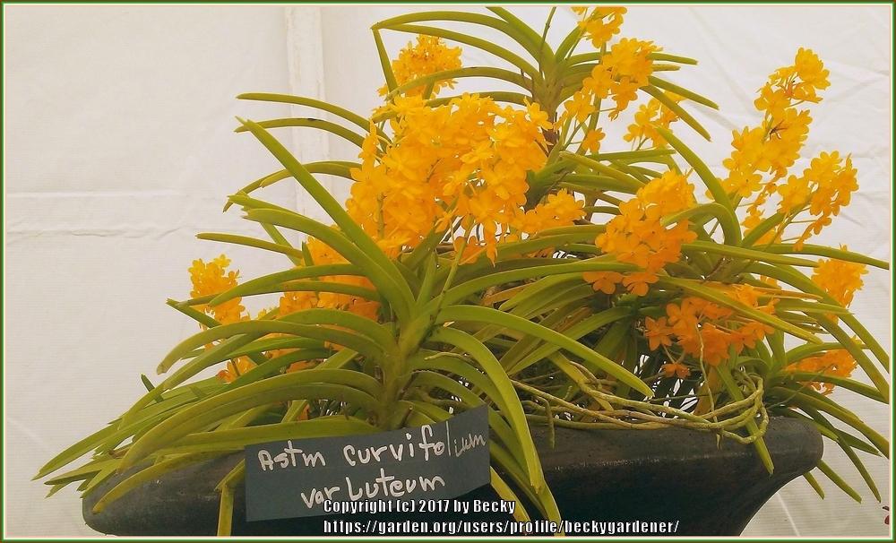 Photo of Orchid (Vanda curvifolia) uploaded by beckygardener