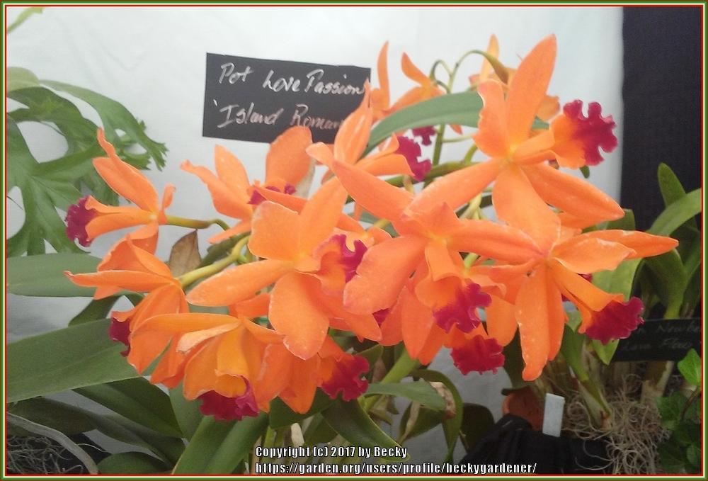 Photo of Orchid (Rhyncattleanthe Love Passion 'Island Romance') uploaded by beckygardener