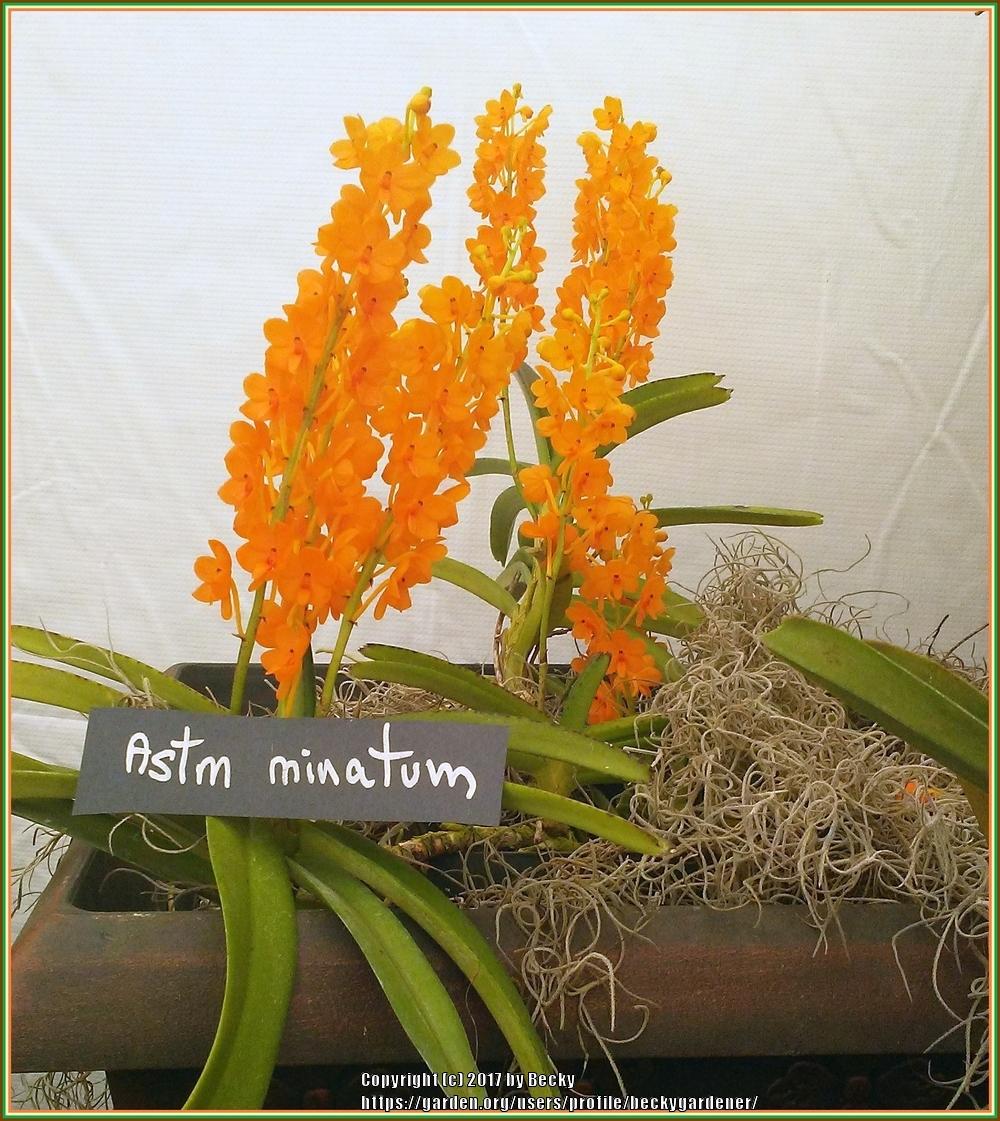 Photo of Orchid (Vanda garayi) uploaded by beckygardener