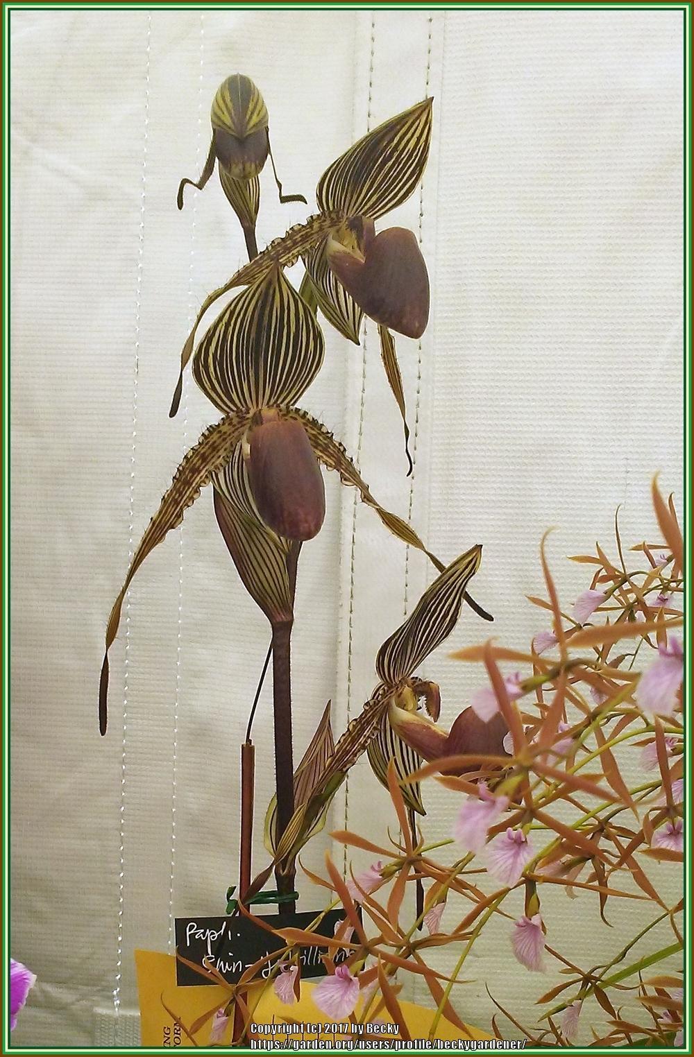 Photo of Orchid (Paphiopedilum Shin-Yi Williams) uploaded by beckygardener