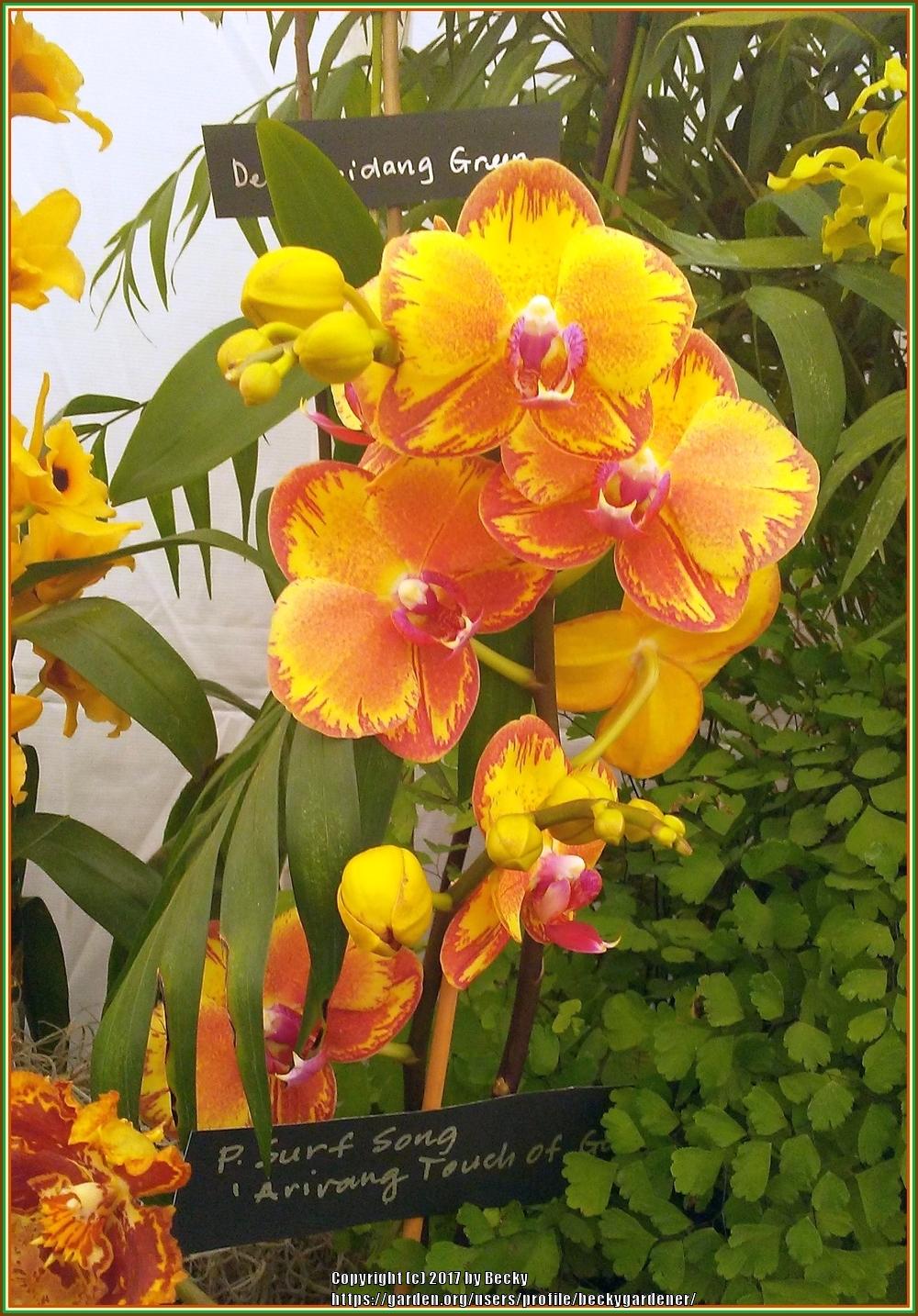 Photo of Orchid (Phalaenopsis Surf Song 'Arirang Touch of Gold') uploaded by beckygardener