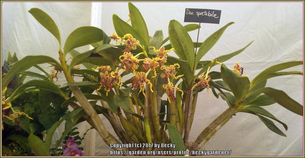 Photo of Orchid (Dendrobium spectabile) uploaded by beckygardener