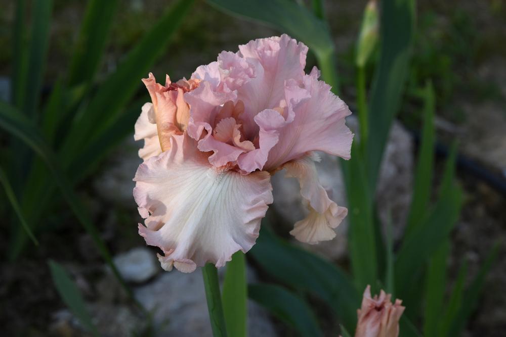 Photo of Tall Bearded Iris (Iris 'For Lovers Only') uploaded by cliftoncat