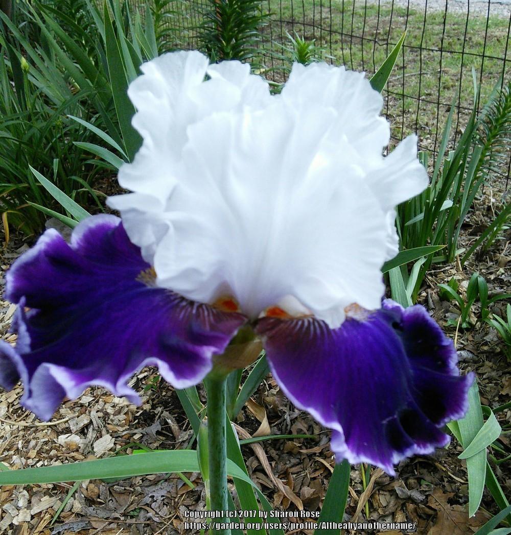 Photo of Tall Bearded Iris (Iris 'Merry Amigo') uploaded by Altheabyanothername