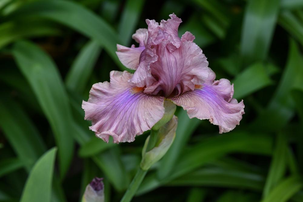 Photo of Tall Bearded Iris (Iris 'Sweetly Sung') uploaded by cliftoncat