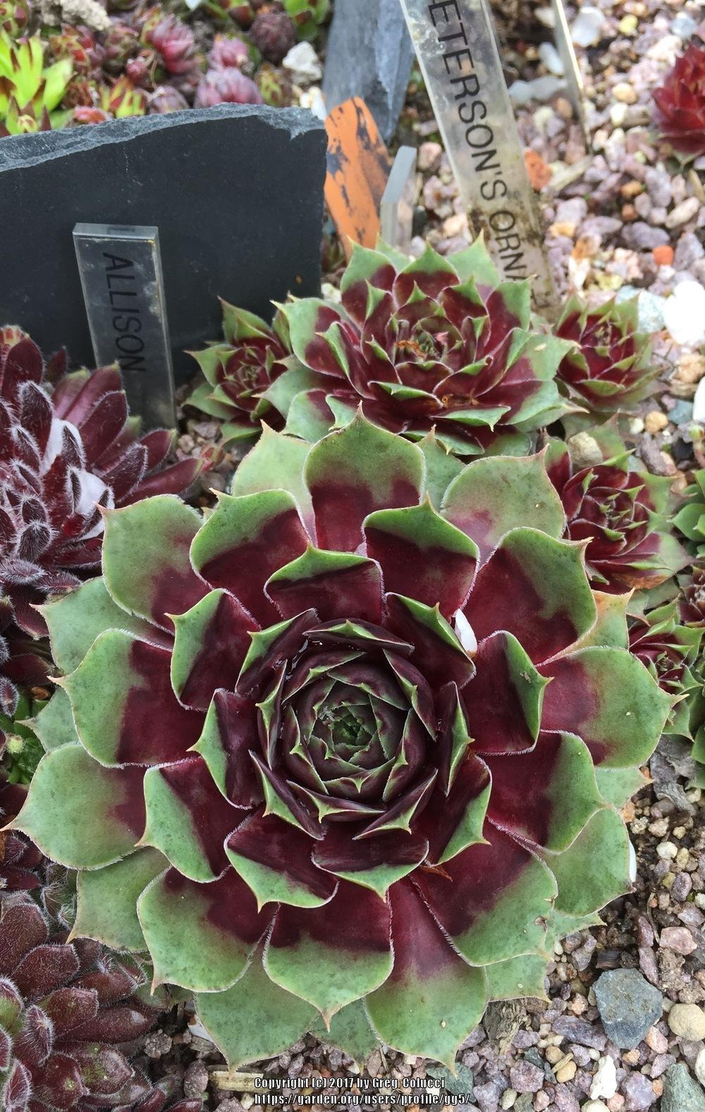 Photo of Hen and Chicks (Sempervivum 'Peterson's Ornatum') uploaded by gg5