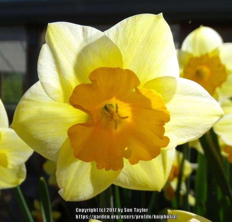 Photo of Jonquilla Daffodil (Narcissus 'Derringer') uploaded by kniphofia