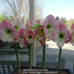 Location: RHS Harlow Carr, Yorkshire
Date: 2017-04-22
Display in the entrance to the garden
