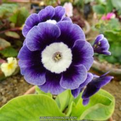 Location: RHS Harlow Carr alpine house, Yorkshire
Date: 2017-04-23