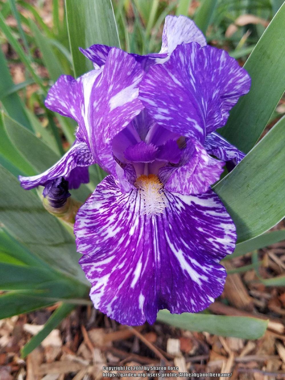 Photo of Border Bearded Iris (Iris 'Batik') uploaded by Altheabyanothername
