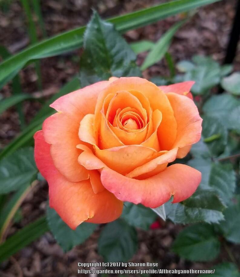 Photo of Rose (Rosa 'New Year') uploaded by Altheabyanothername
