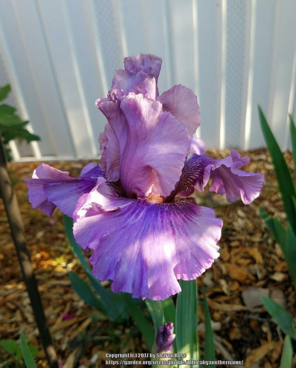 Photo of Tall Bearded Iris (Iris 'Ruby Haze') uploaded by Altheabyanothername