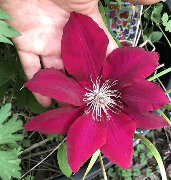 Photo of Clematis Rebecca™ uploaded by Amazindirt