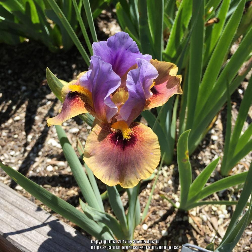 Photo of Arilbred Iris (Iris 'Eye to Eye') uploaded by Henhouse