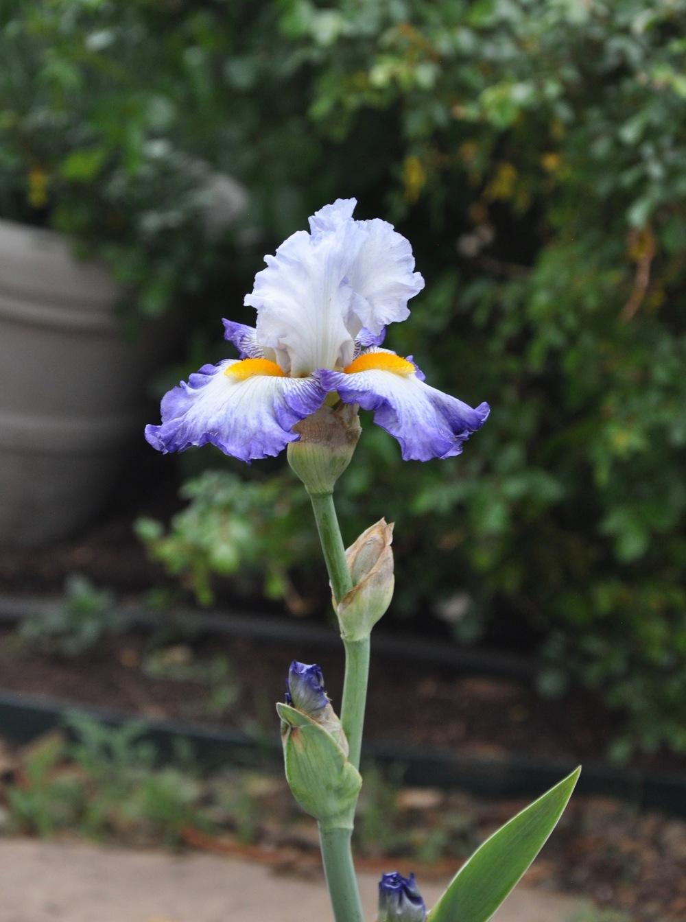 Photo of Tall Bearded Iris (Iris 'Brilliant Idea') uploaded by Steve812