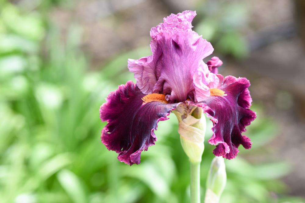 Photo of Tall Bearded Iris (Iris 'Rarer than Rubies') uploaded by cliftoncat