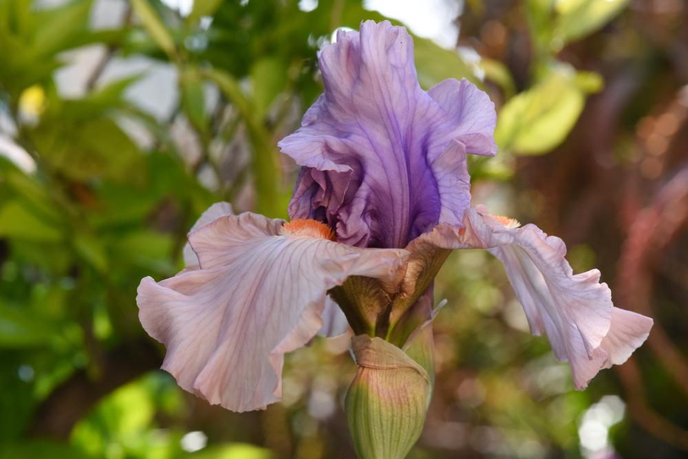 Photo of Tall Bearded Iris (Iris 'La Scala') uploaded by cliftoncat