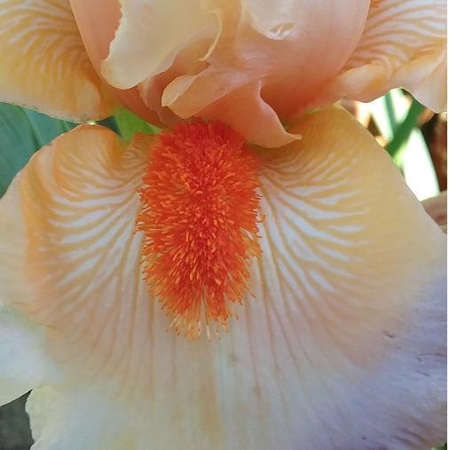 Photo of Tall Bearded Iris (Iris 'All My Dreams') uploaded by grannysgarden
