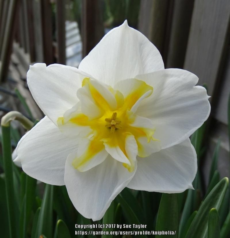 Photo of Split-Cupped Papillon Daffodil (Narcissus 'Lemon Beauty') uploaded by kniphofia