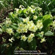 Our much loved wild English primrose