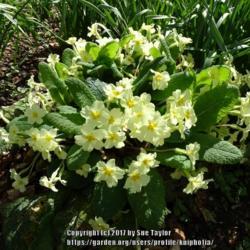 Location: RHS Harlow Carr, Yorkshire
Date: 2017-04-23
Our much loved wild English primrose