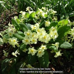 Our much loved wild English primrose