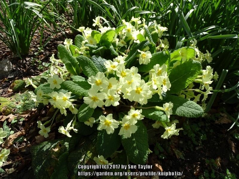 Photo of Wild Primrose (Primula vulgaris) uploaded by kniphofia