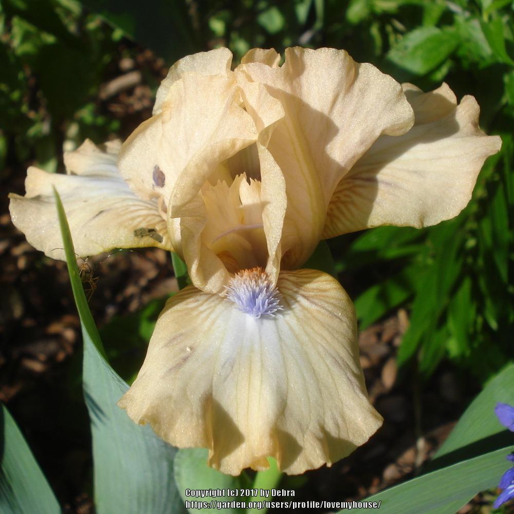 Photo of Standard Dwarf Bearded Iris (Iris 'Ahwahnee Princess') uploaded by lovemyhouse