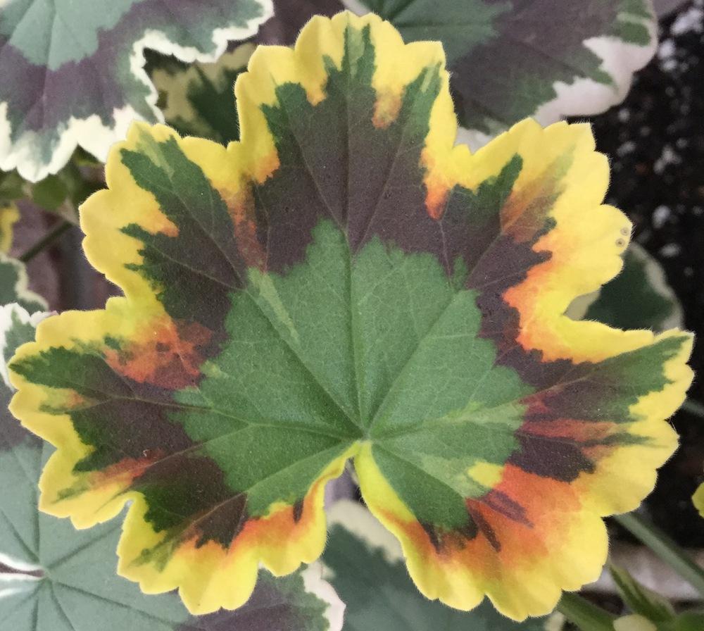 Photo of Zonal Geranium (Pelargonium x hortorum 'Mrs. Pollock') uploaded by scflowers