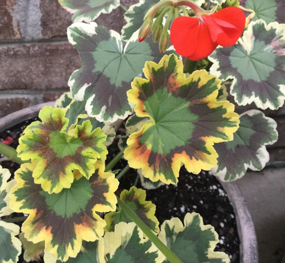 Photo of Zonal Geranium (Pelargonium x hortorum 'Mrs. Pollock') uploaded by scflowers