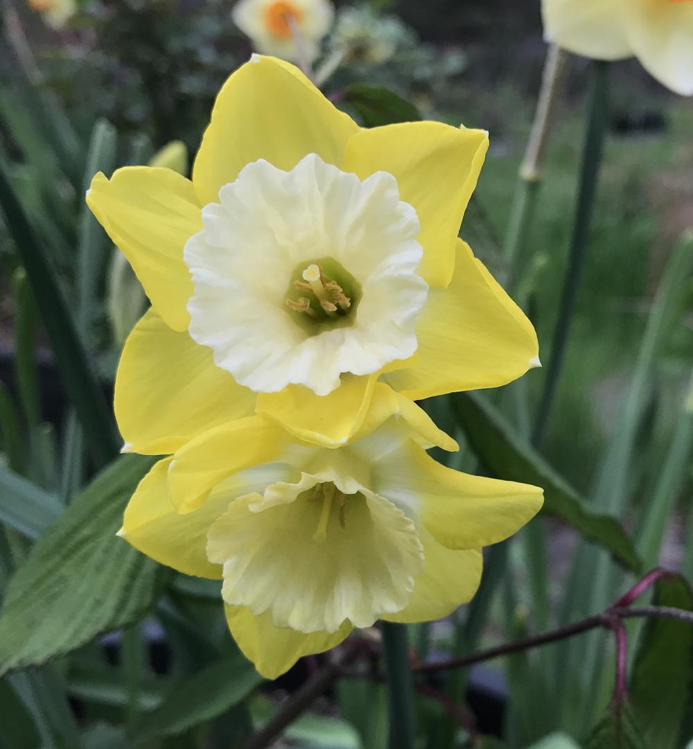 Photo of Jonquilla Daffodil (Narcissus 'Dickcissel') uploaded by Amazindirt