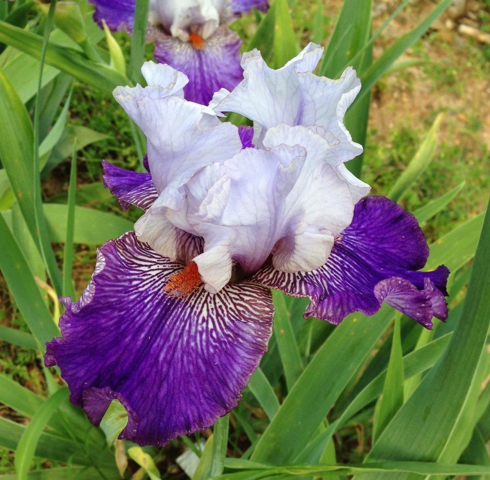 Photo of Tall Bearded Iris (Iris 'Helen's Melody') uploaded by Dodecatheon3