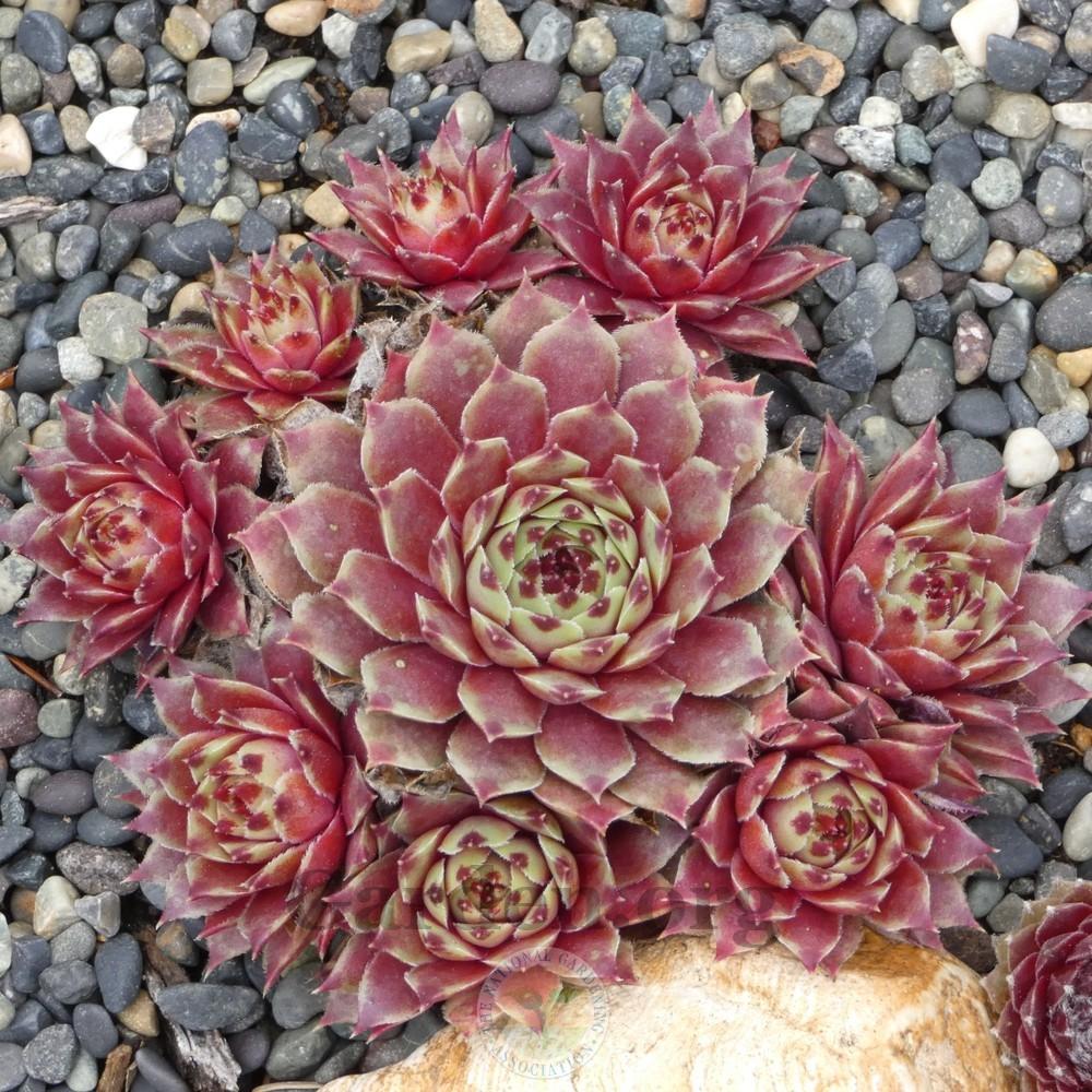 Photo of Hen and Chicks (Sempervivum calcareum 'Pink Pearl') uploaded by Patty