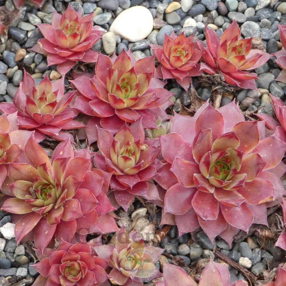 Photo of Hen and Chicks (Sempervivum 'Silver Spring') uploaded by Patty