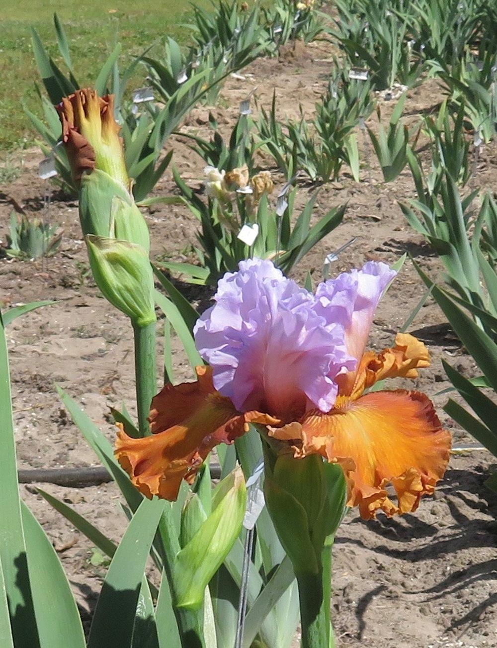 Photo of Tall Bearded Iris (Iris 'Valley of Dreams') uploaded by QHBarbie