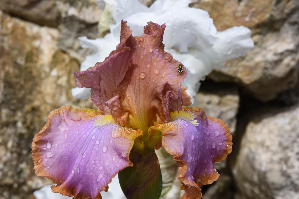 Photo of Tall Bearded Iris (Iris 'Afternoon Delight') uploaded by cliftoncat