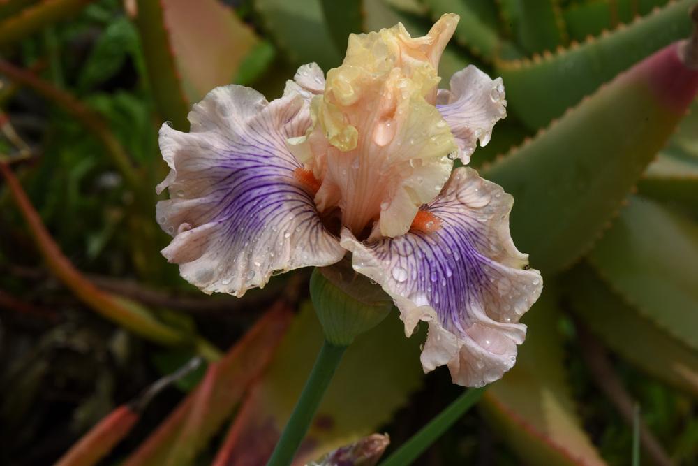 Photo of Tall Bearded Iris (Iris 'Are We in Love') uploaded by cliftoncat